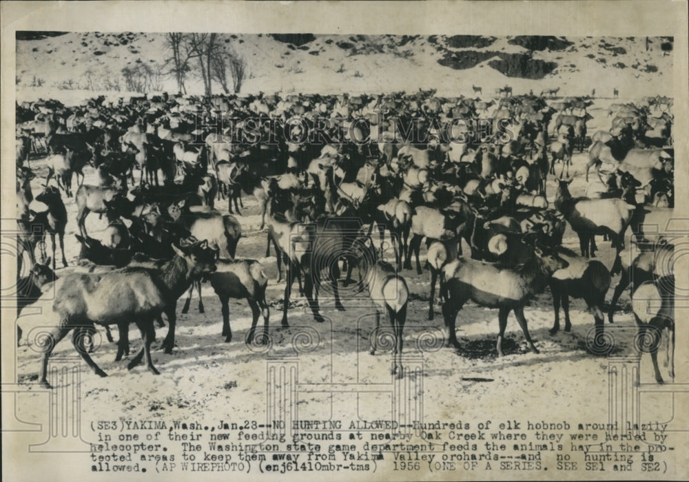 1956 Hundreds of elk herded by helicopter to new feeding ground. - Historic Images