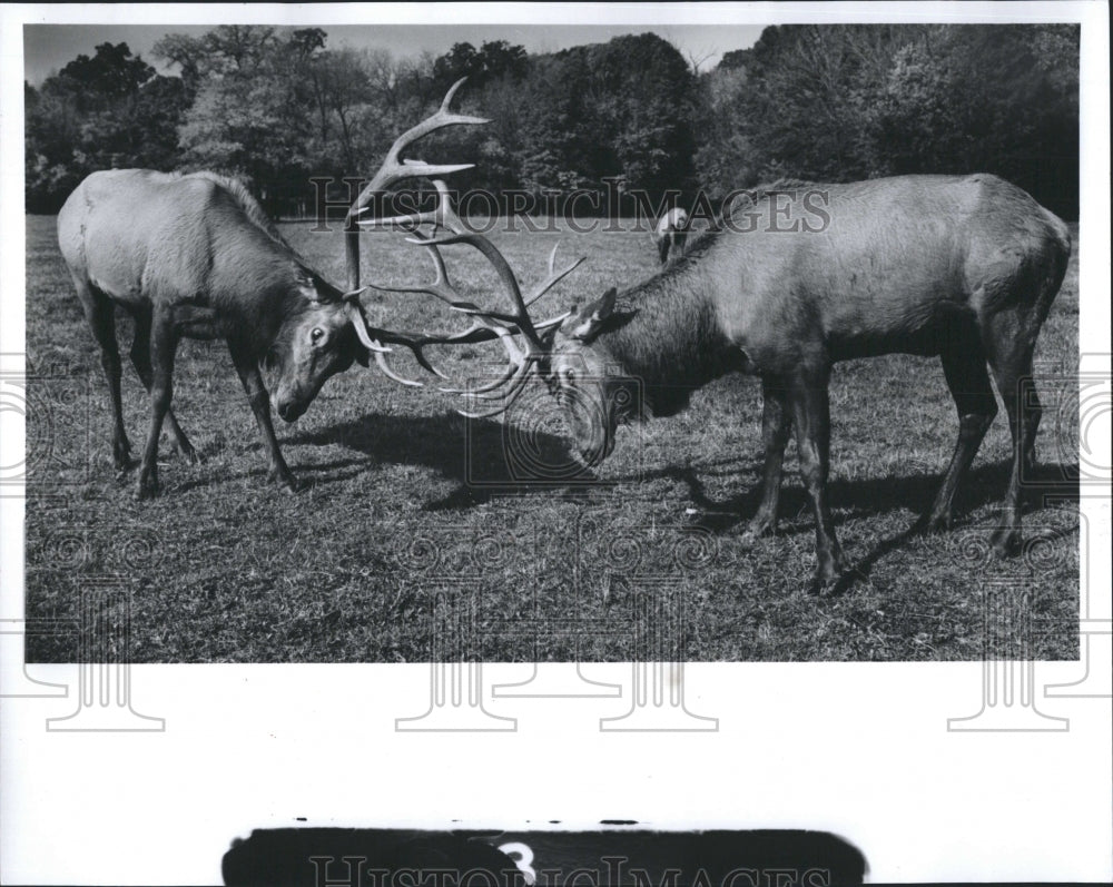 1992 Press Photo  2 of the elk heard at Cook County Forest Preserve. - Historic Images