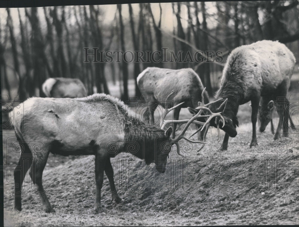 1961 Press Photo Two buck elk locking horns - Historic Images