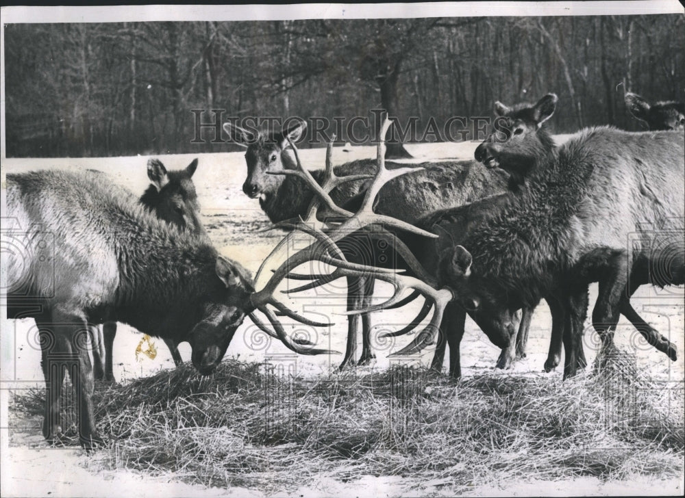 1967 Two buck Elk lock horns as they feed in Busse woods Forest - Historic Images