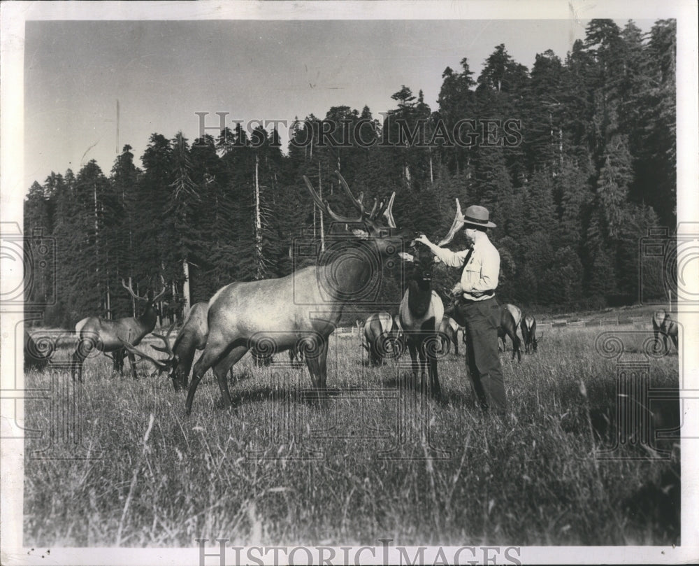 1958 The bull elk meets a ranger - Historic Images