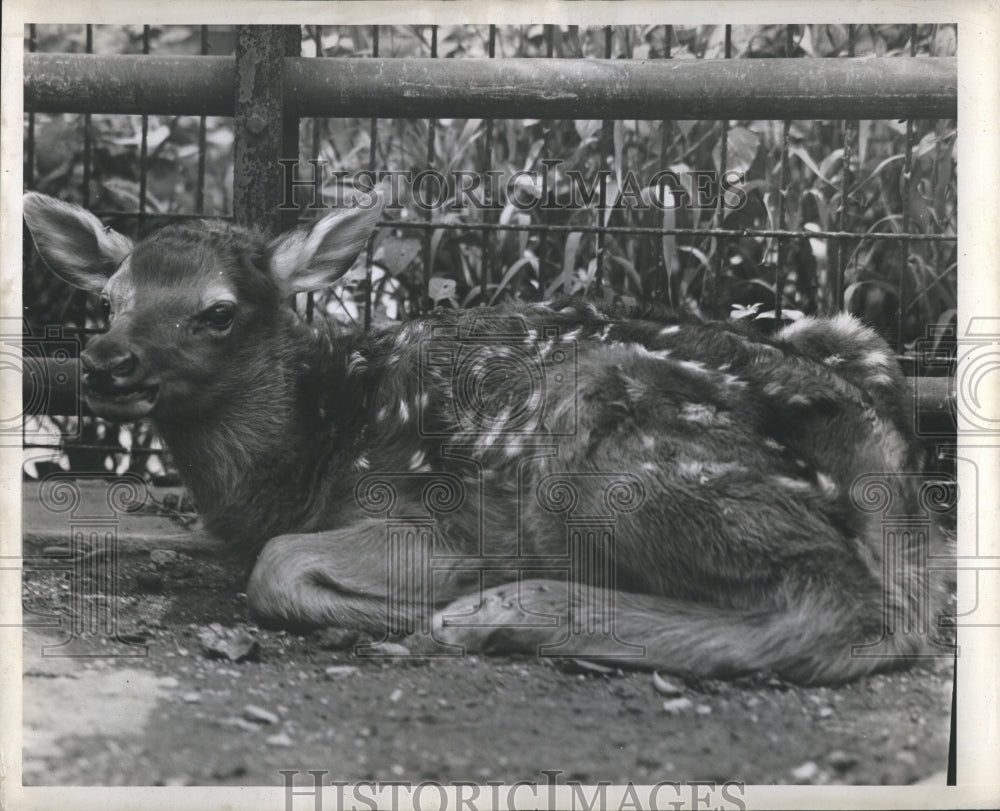 1946 A baby elk weighing 20 lbs born at Lincoln Park zoo - Historic Images