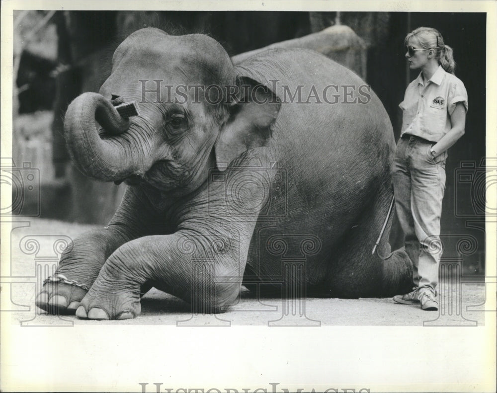 1984 Robin Bettenbender working with elephants. - Historic Images