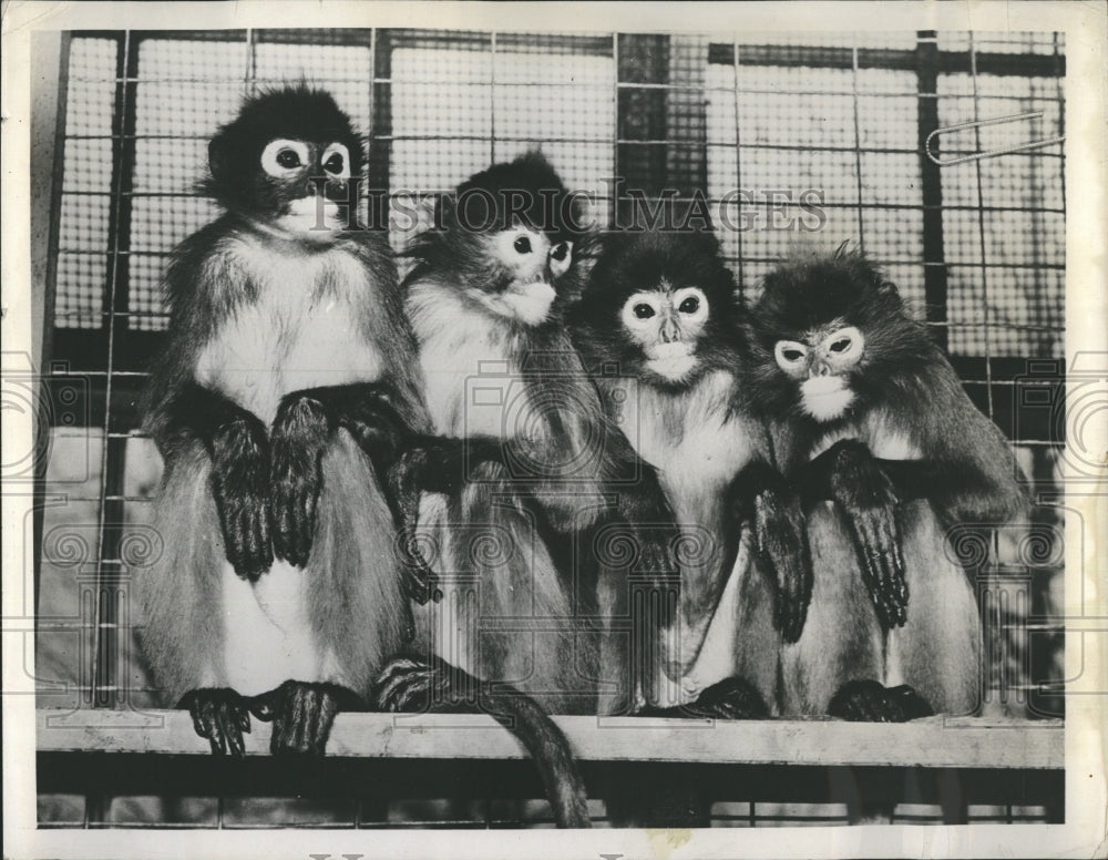1934 Langurs will go on exhibit at St. Louis Zoo. - Historic Images