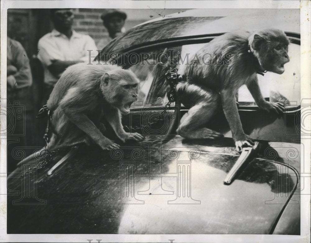 1952  Chico & Josie, rhesus monkeys , after they escaped from Lucian - Historic Images