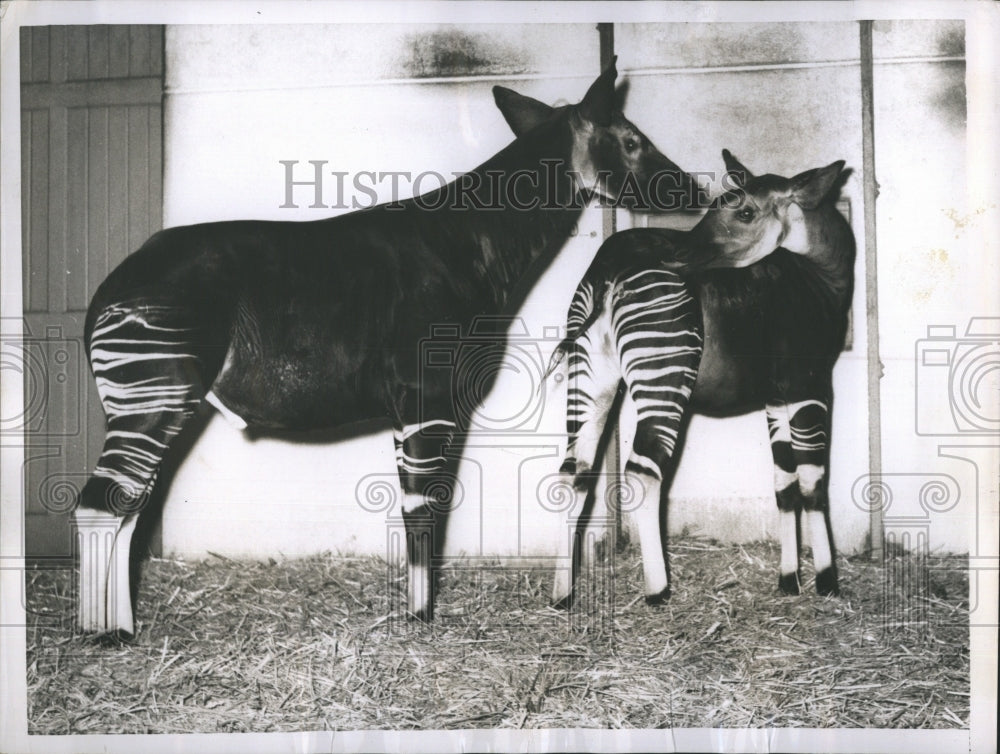 1955 Okari a rare animal from Belgian Congo meets a mate in Paris Zoo - Historic Images