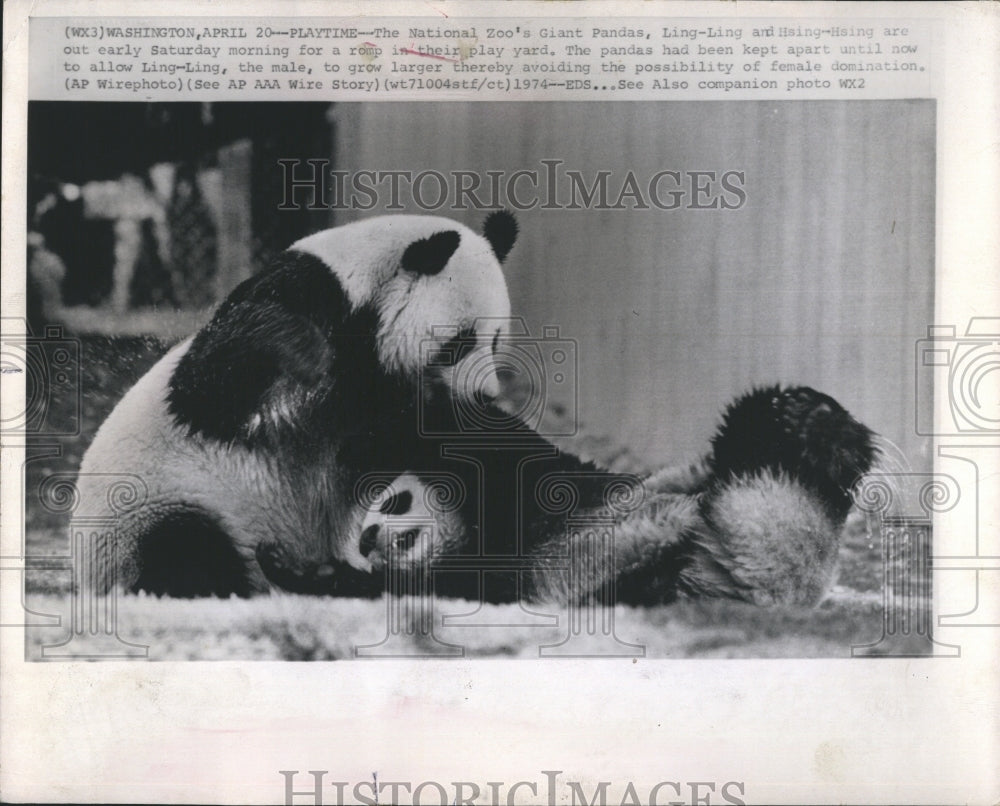 1974 Giant Panda's - Historic Images