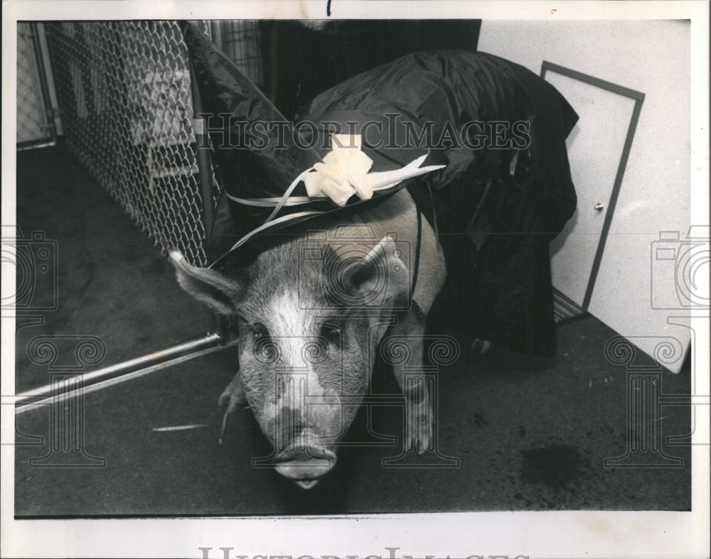 1988 Press Photo Rambo rests after capture following his adventure on Calumet Ex - Historic Images