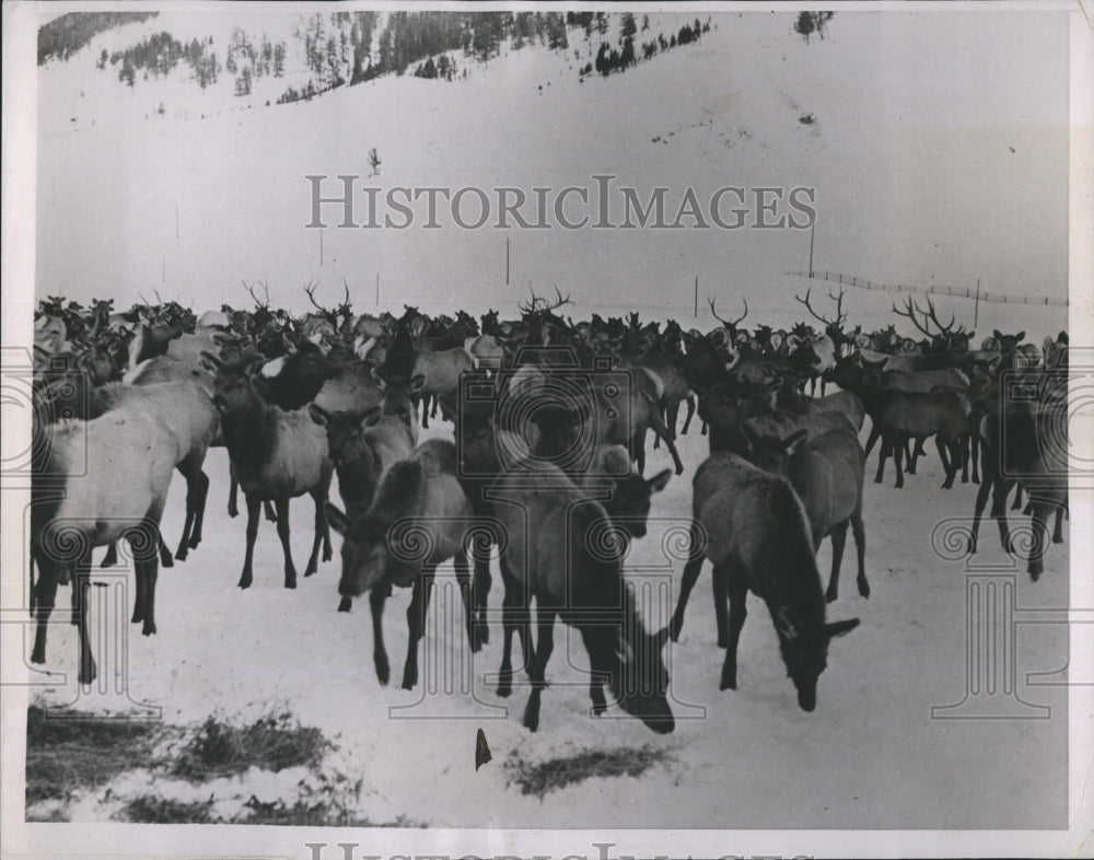 1938 herd of wild elk in Jackson, Wyoming - Historic Images