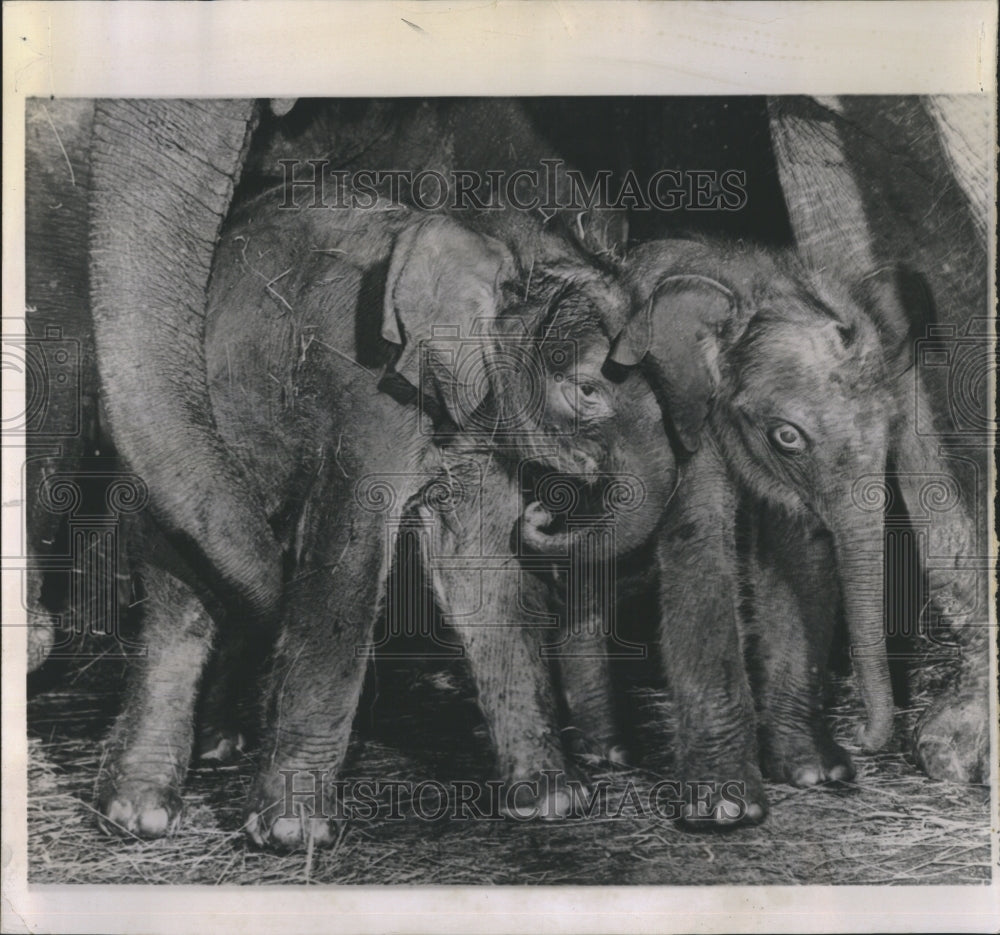 1963 The Portland Zoo got its fourth baby elephant - Historic Images