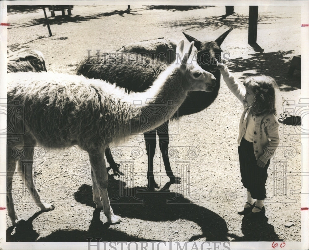 Press Photo Girl feedings Llama - Historic Images