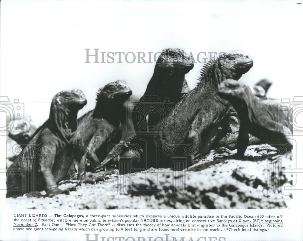 1986 Lizards - Historic Images