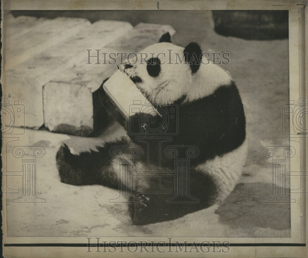 1972 Ling-Ling ,Female Giant Panda at Washington National Zoo - Historic Images
