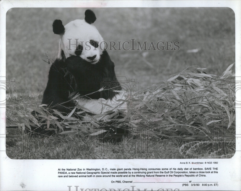 1982 Hsing-Hsing, Washington National Zoo&#39;s Male Giant Panda - Historic Images