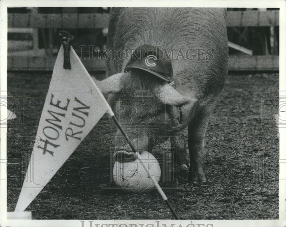 1982 These little Piggies didn't go to market, they went to the Zoo - Historic Images