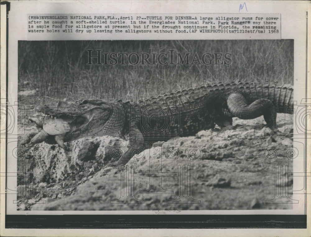 1968 Alligator caught a soft-shelled turtle. - Historic Images