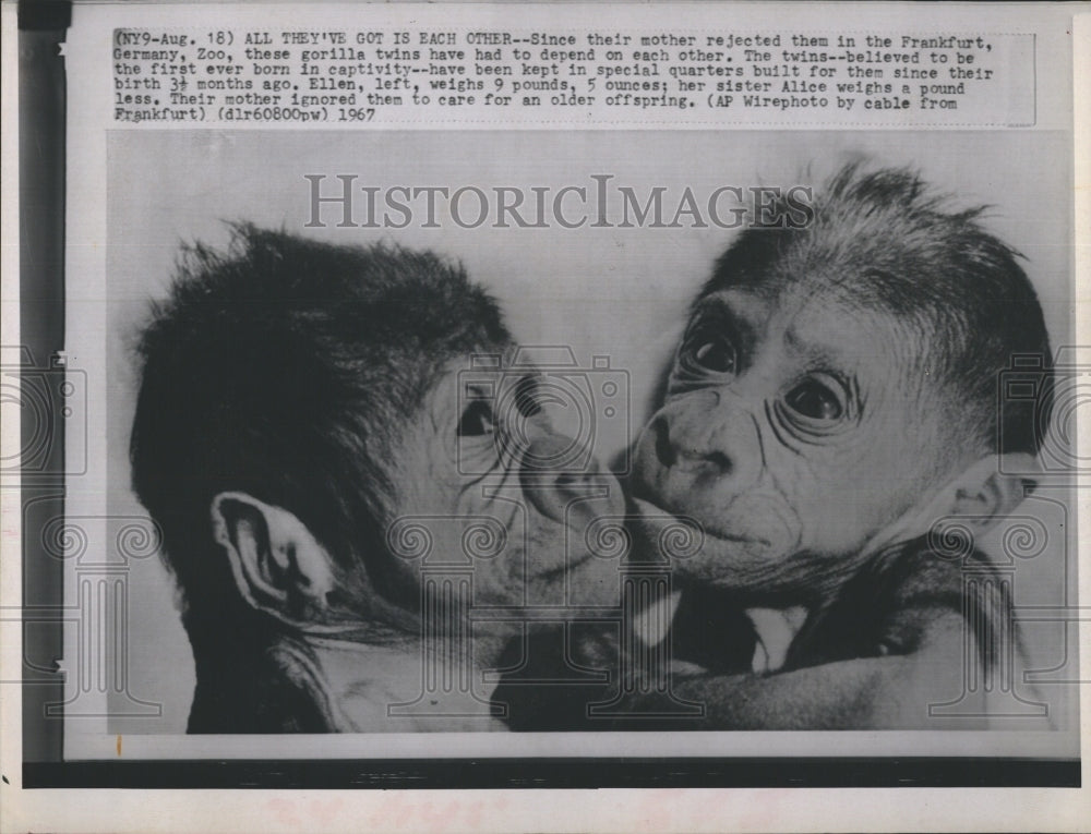 1967 Mother Goriilla Rejects twins Frankfurt Germany Zoo - Historic Images