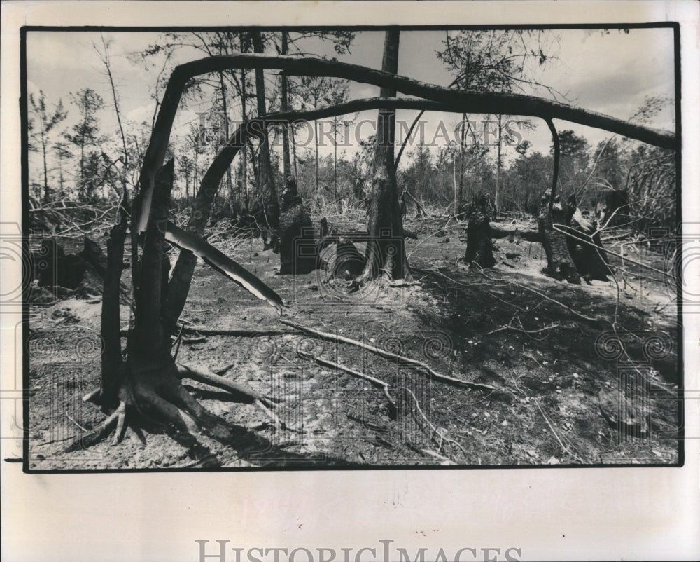 1974 Fire in Everglades. - Historic Images