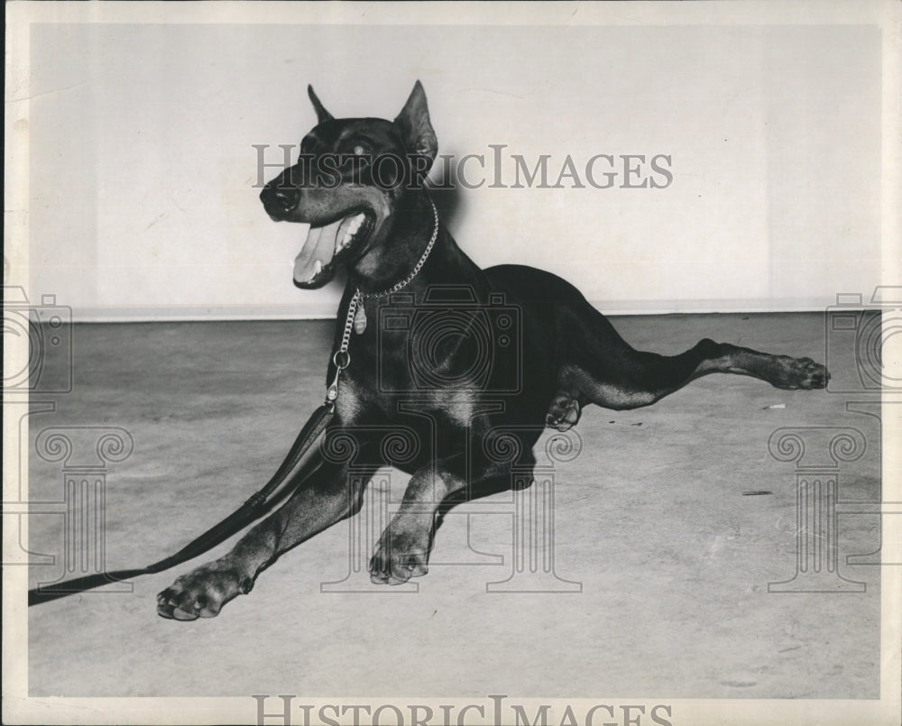 1949 Baron, the Doberman Pinscher - Historic Images