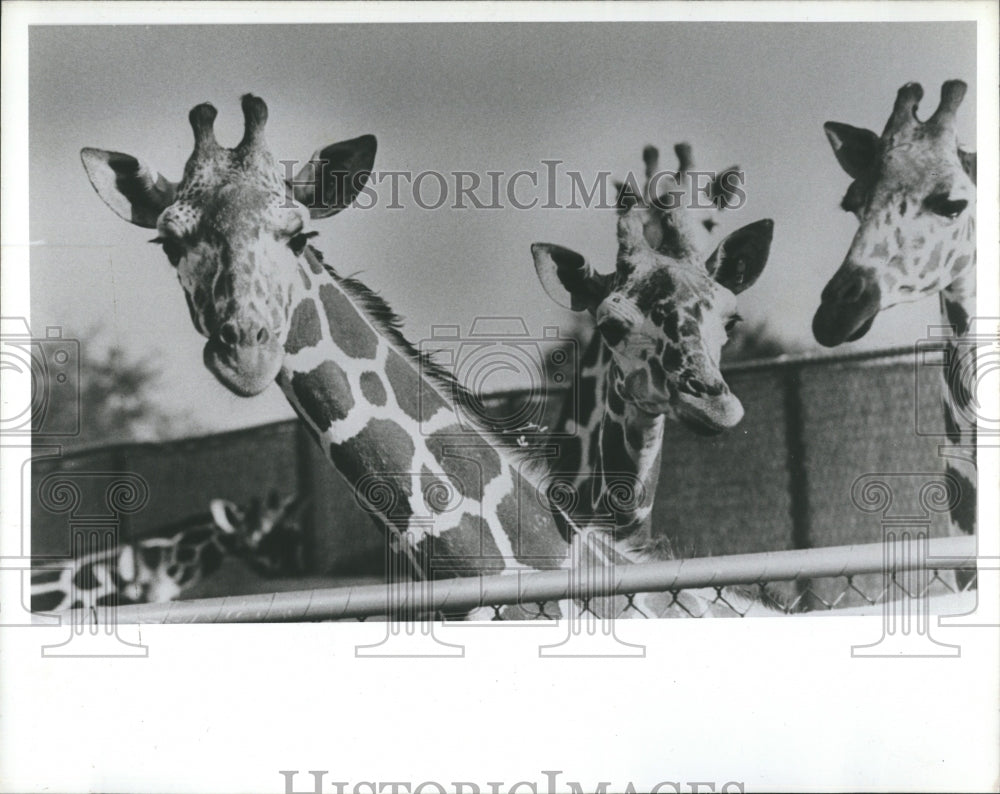 1984 Reticulated giraffes at Busch Gardens in Tampa - Historic Images