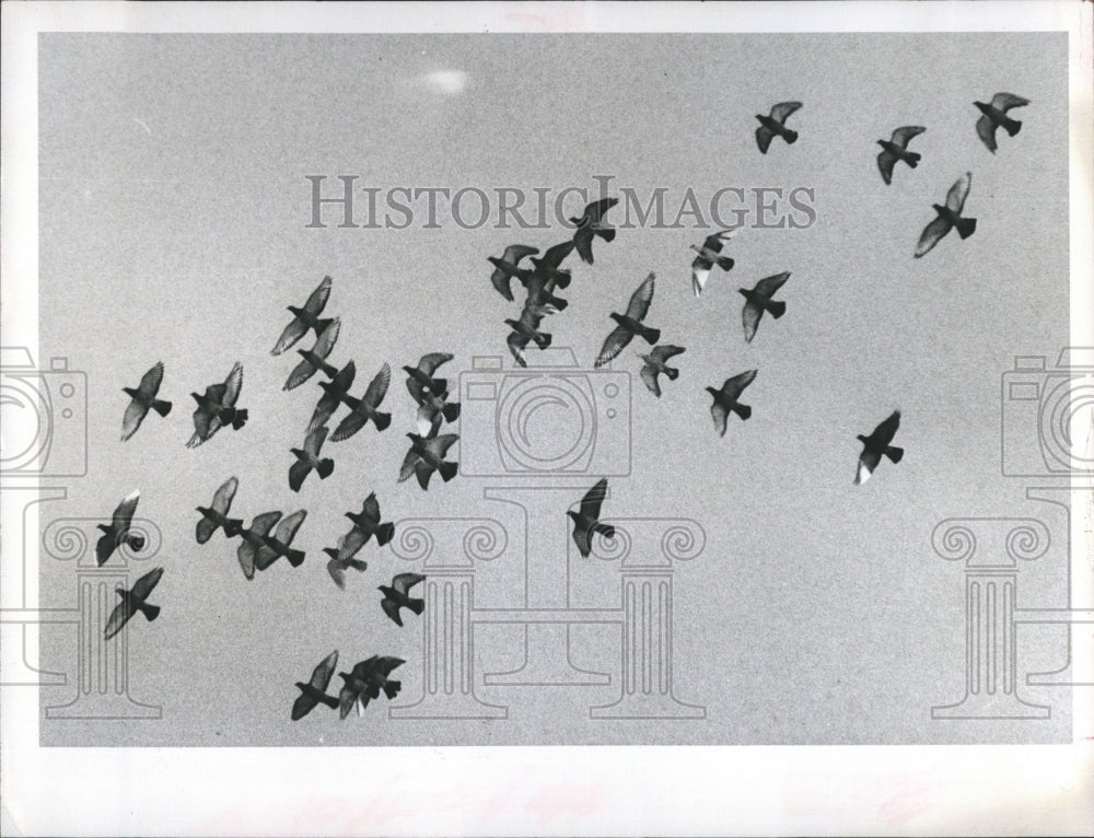 1972 Flock of birds flying - Historic Images