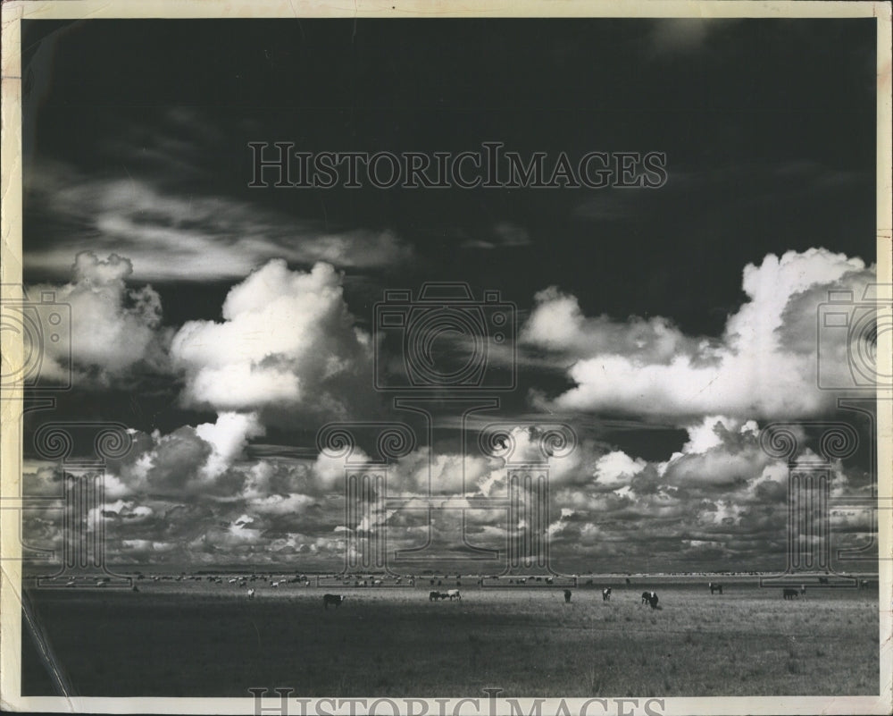 1976 Cows glazing in open field,Pinellas Co,Fla - Historic Images