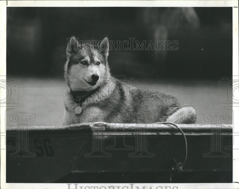 1979 Shadow,black terrier,waits for master to dive in Crystal River - Historic Images