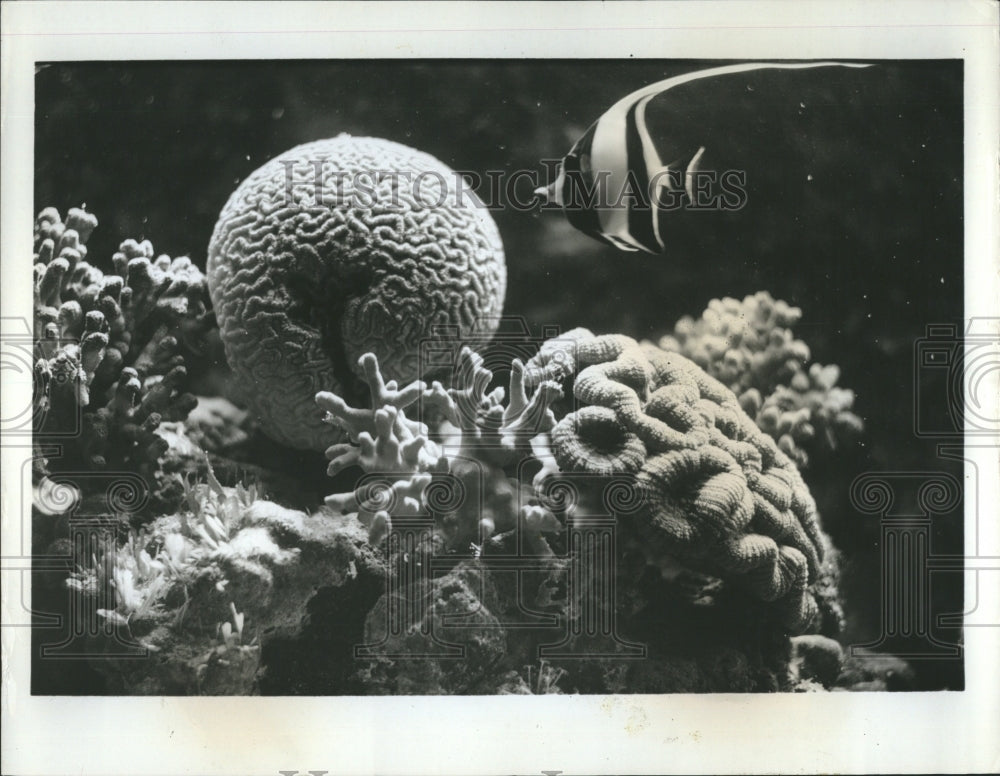 1966 Australia's Great Barrier Reef Home Of Largest Coral Formation - Historic Images