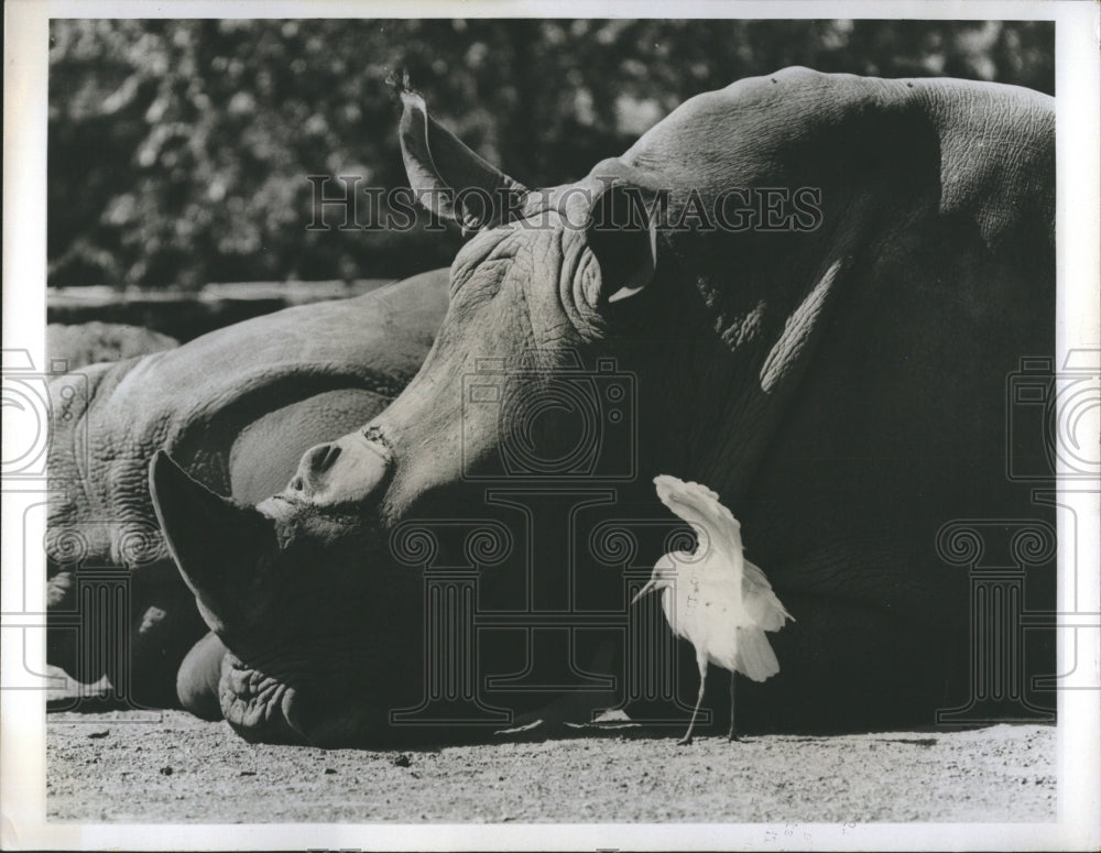 1968 Six Endangered Rhinoceros Species To Be Housed In Shelter - Historic Images