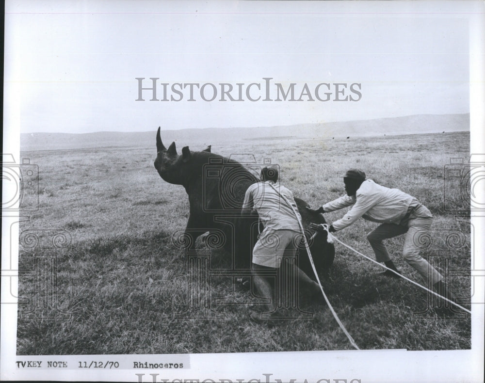 1970 Rhinoceros being pushed. - Historic Images