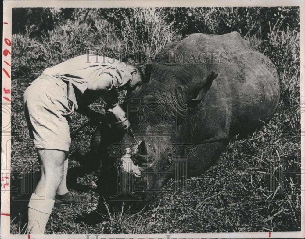 Press Photo Veterinary Officer is drilling the rear horn of Rhinoceros. - Historic Images
