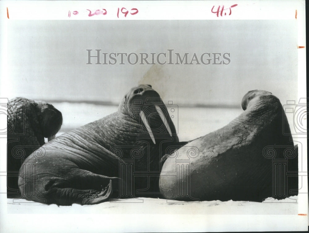 1973 walruses on "The Undersea World of Jacques Cousteau" - Historic Images