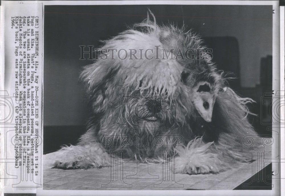1966 Pogo, a possum & Kim, a Peekapoo dog. - Historic Images