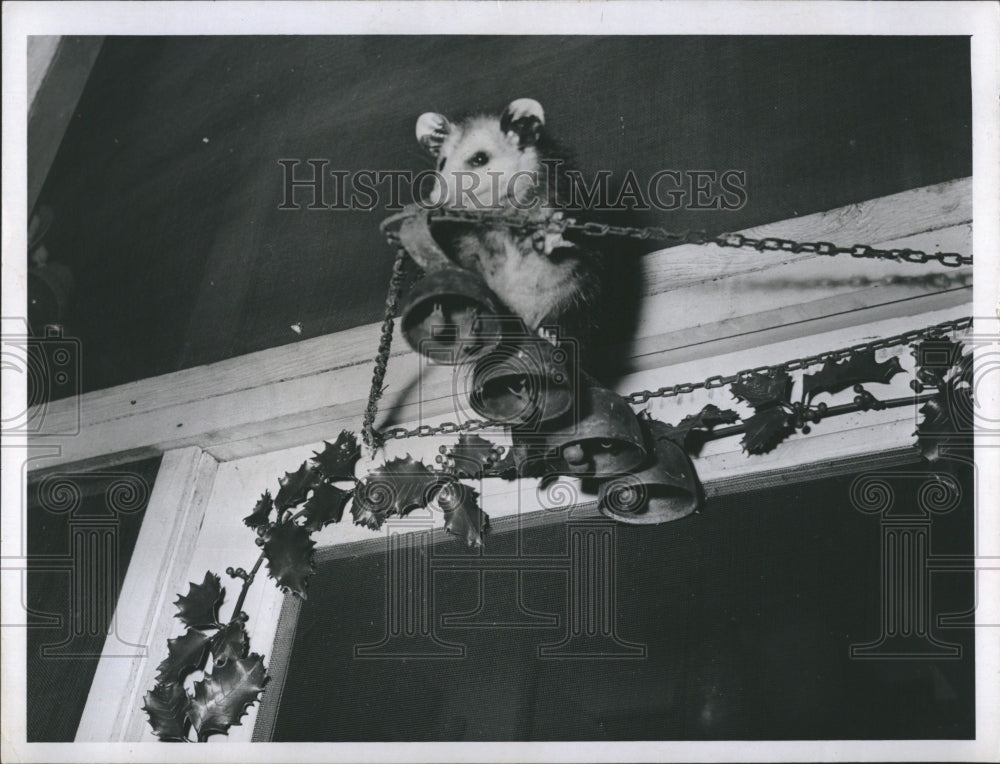 1968 Baby Opossum perched in antique door bells. - Historic Images