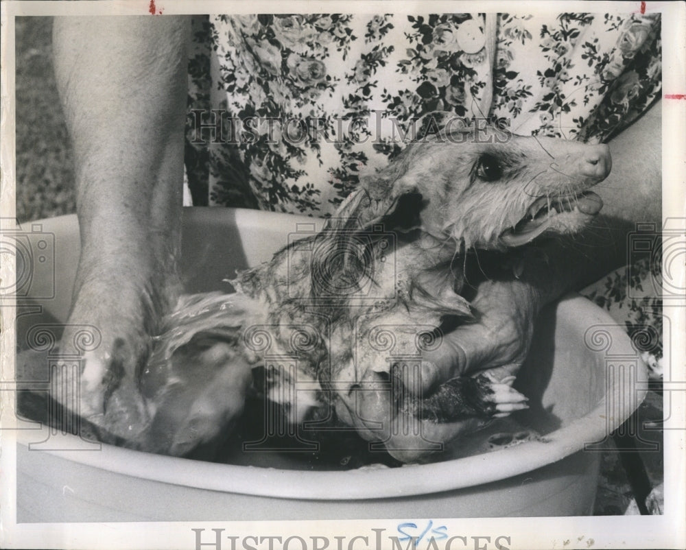 1964 Possum Getting A Bath Pet of Mrs WJ Linsenbigler - Historic Images