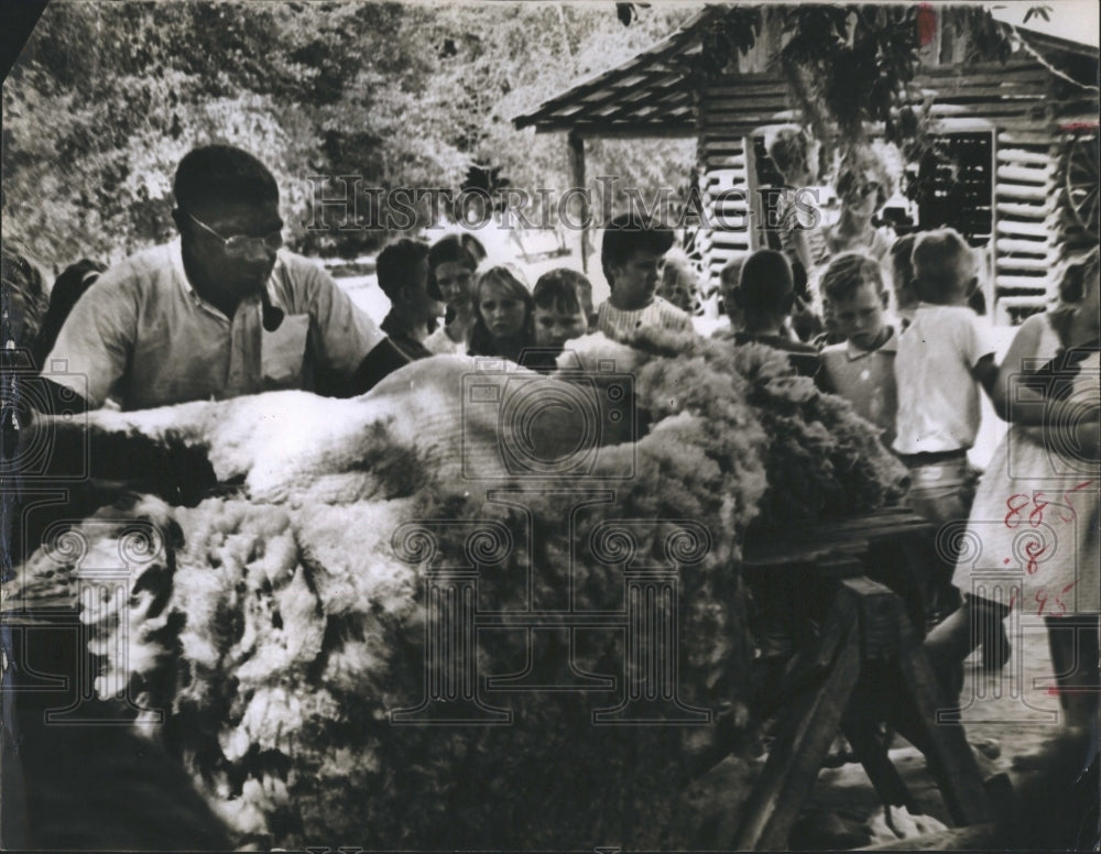 1966 Frank Johnson sheering sheep - Historic Images