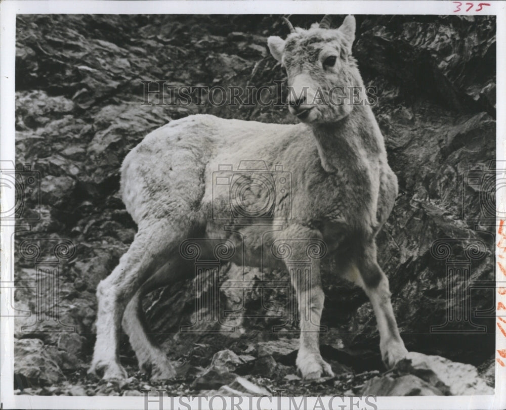 1973 John Denver,Tommy Hopkins discuss efforts to save bighorn sheep - Historic Images