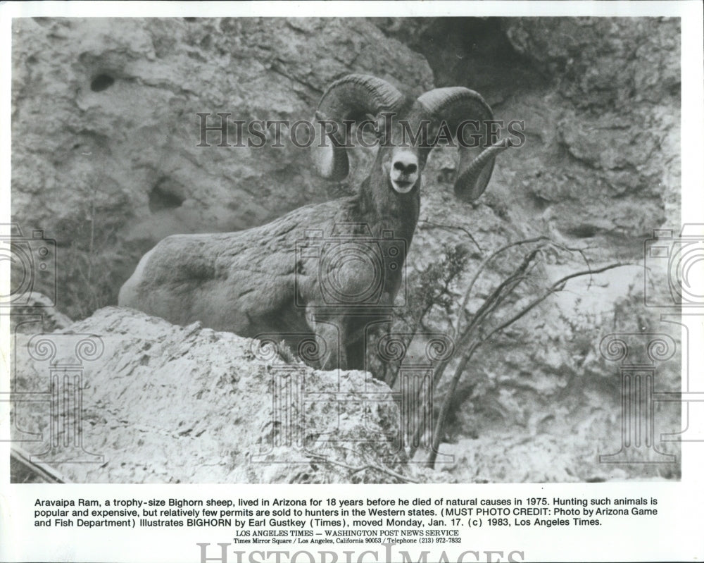 1983 Bighorn sheep in Arizona are expensive to hunt - Historic Images