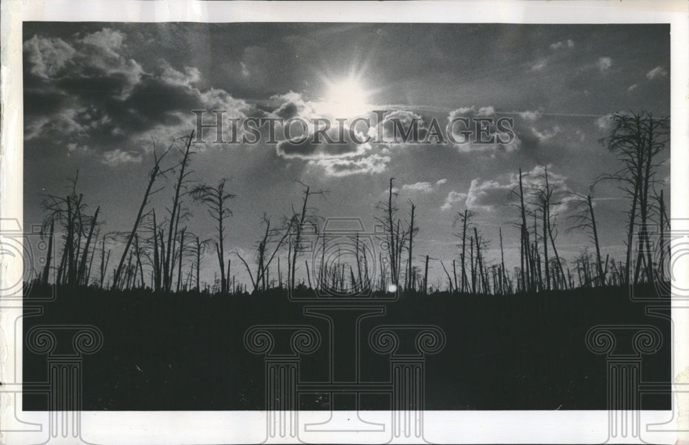 1974 Forest Fire Near Weeki Wachee Florida - Historic Images