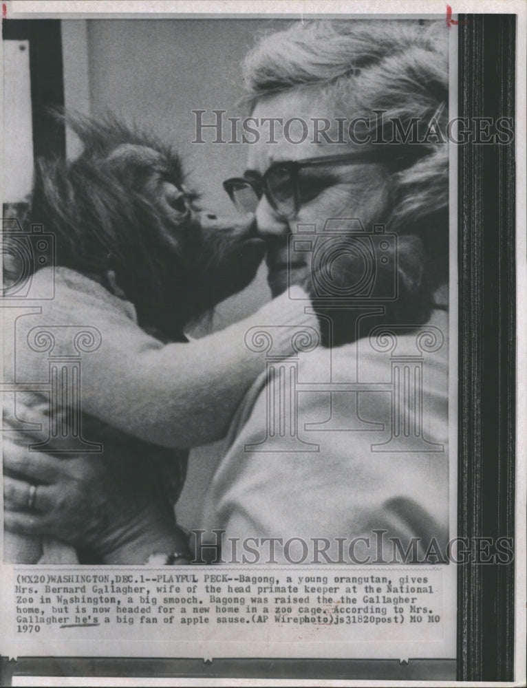 1970 Bagong, baby orangutan, gives Mrs. Bernard Gallagher a kiss - Historic Images