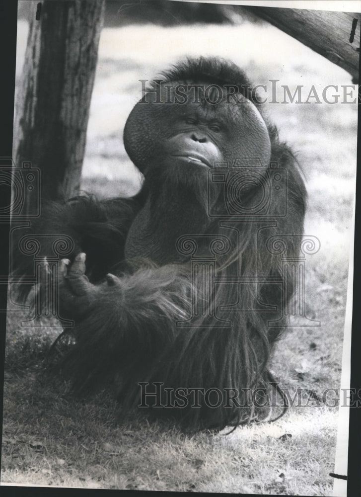 1978 Orangutan at Busch Gardens - Historic Images