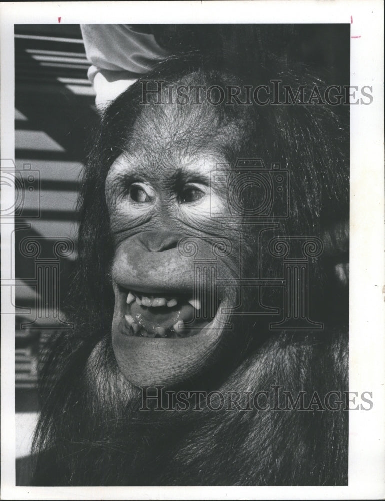 1976 Orangutan at Stanleyville Theatre in Busch Gardens - Historic Images