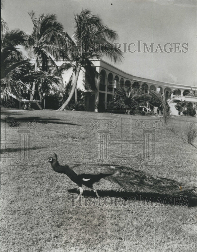 1965 Peacock At Laurance S. Rockefeller Resort Estate Good Hope - Historic Images