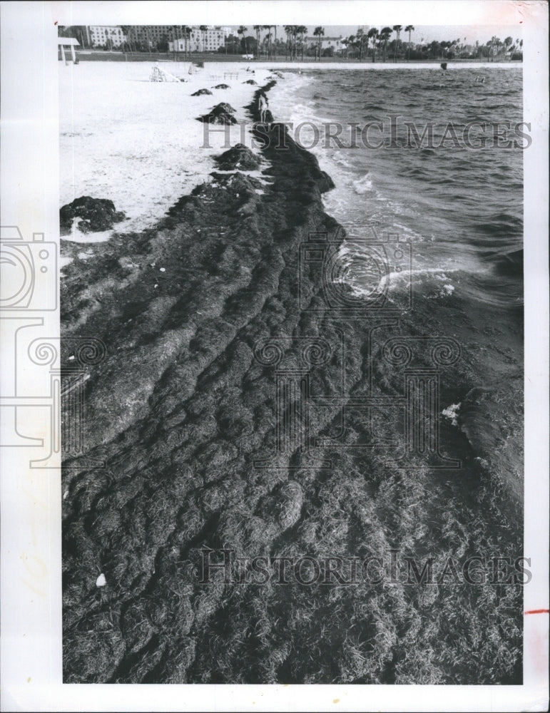 1975 Tampa Bay Spa Beach Decaying Seaweed Ocean Sea - Historic Images