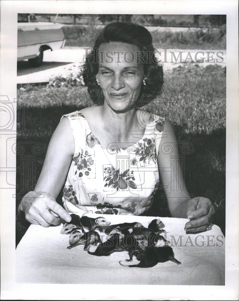 1964 Mrs. Elaine Garno nursing ten baby Opossum. - Historic Images