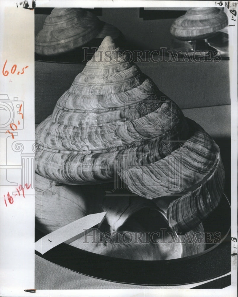 1978 Sea Shell St Petersburg Shell Club Annual Show - Historic Images