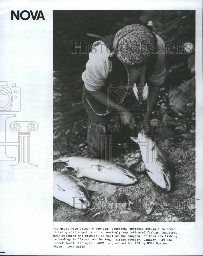 1985 Great Wild Salmon On Run NOVA Fishing Industry Television Film - Historic Images