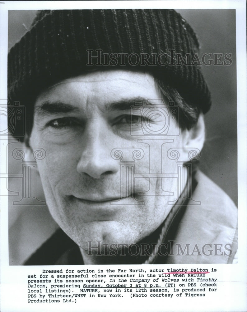 1993 Press Photo Actor Timothy Dalton Hosts Nature Show In The Company Of Wolves - Historic Images