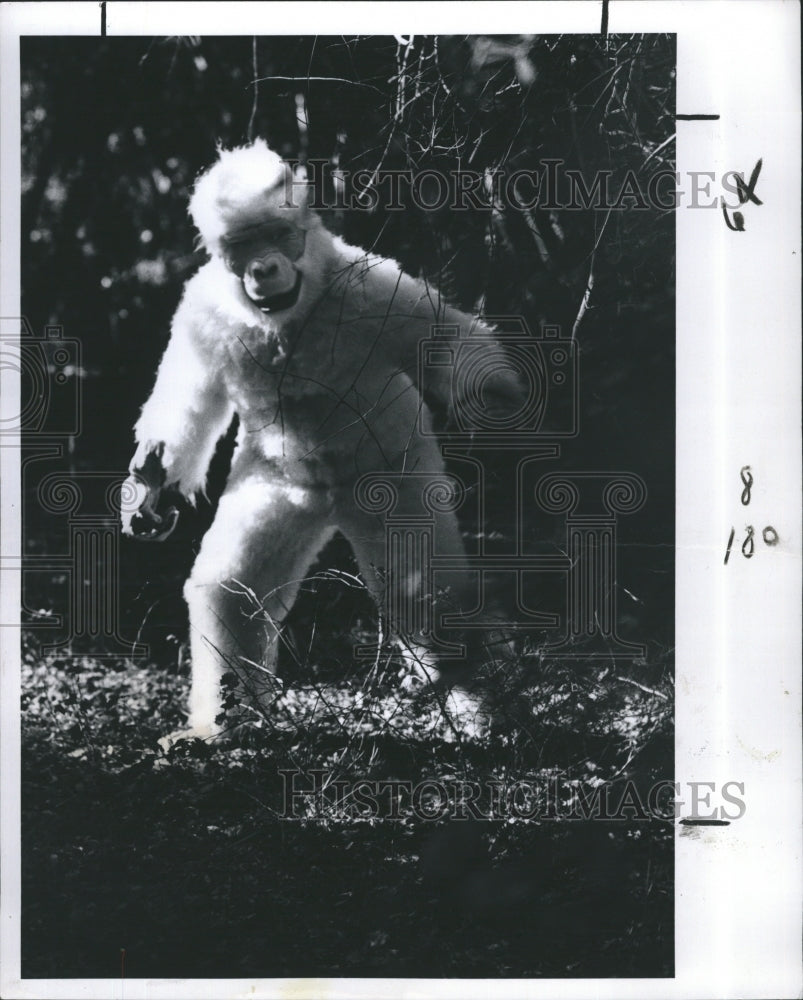 1977  Keith White of Pinellas Park in Yeti suit - Historic Images