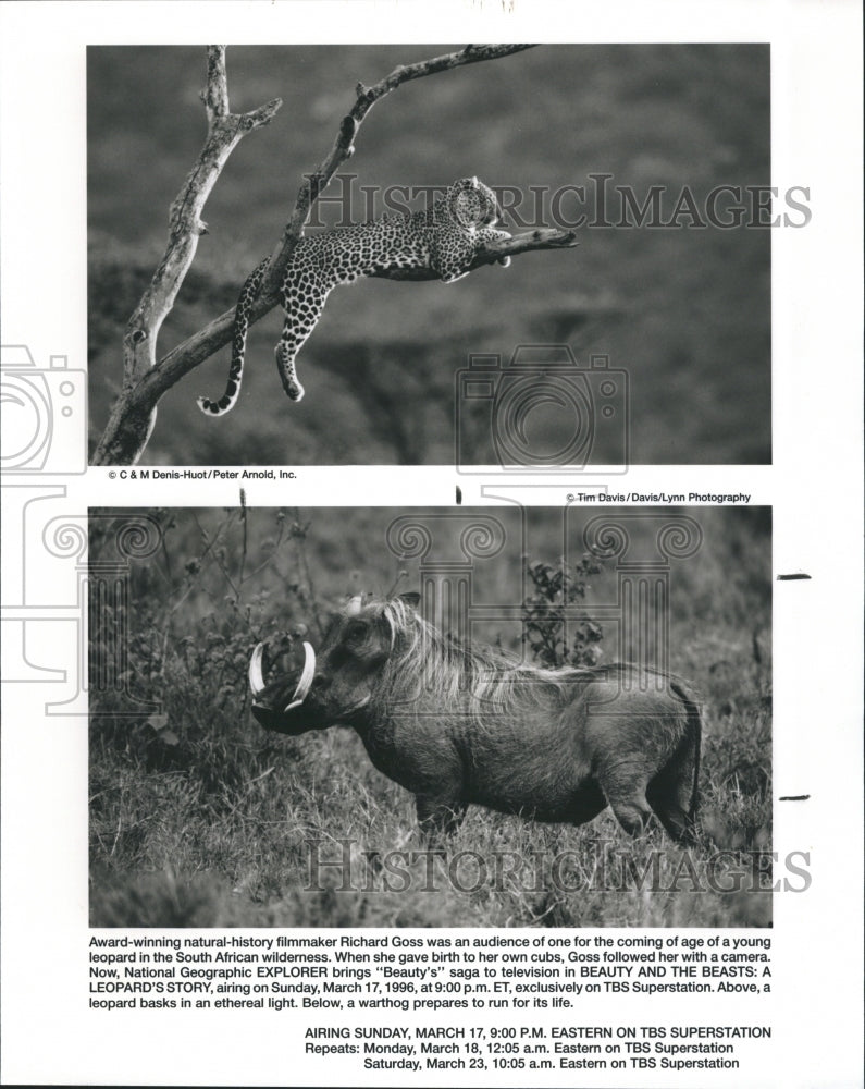 1996 Animals from Beauty and the beasts a leopard&#39;s story - Historic Images